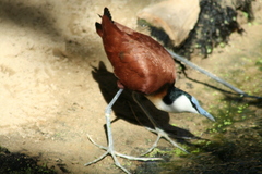 African Jacana